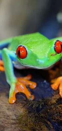 Nature Frog Leaf Live Wallpaper