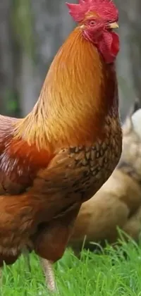 Featuring a vibrant video still of a rooster standing on a lush green field, this live wallpaper is a beautiful addition to any phone