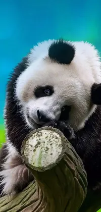 Decorate your phone with a delightful live wallpaper featuring a lovely panda bear sitting atop a tree branch, lazily spending its day eating bamboo shoots