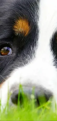 This phone live wallpaper showcases a serene close-up of a dog amidst lush green grass, featuring its reflective eyes glossy and gleaming, in a magnified view