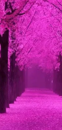 This phone live wallpaper features a beautiful path lined with trees blooming with pink flowers, adding a touch of romance to your device's home screen