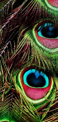 This stunning phone live wallpaper features a breathtaking close-up of a bunch of colorful peacock feathers, captured in full splendor by a top art photographer