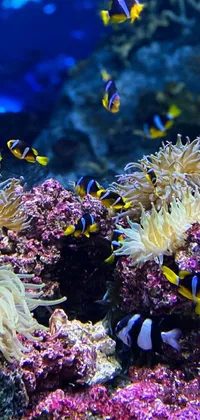 Nature Invertebrate Reef Live Wallpaper