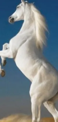 Display the stunning beauty and elegance of a white horse on your phone screen with this live wallpaper