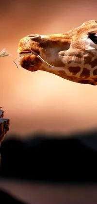 This live phone wallpaper showcases a realistic image of a giraffe feeding on leaves near a tree stump
