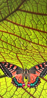 Nature Leaf Arthropod Live Wallpaper