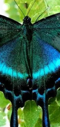 Bring your phone screen to life with this amazing live wallpaper featuring a close-up shot of a beautiful butterfly resting on a green leaf