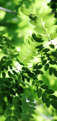 Nature Leaf Botany Live Wallpaper