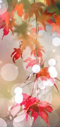 This phone live wallpaper showcases a stunning display of red leaves hanging from a tree, captured in beautiful art photography