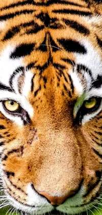 This stunning live wallpaper for your phone features an ultra-realistic image of a tiger's face in the grass