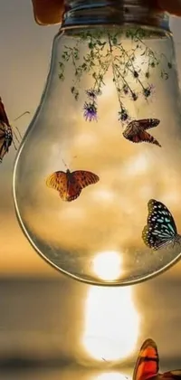 This live wallpaper features a stunning morning sunrise as the background, while the foreground shows a hand holding a glass bulb filled with fluttering butterflies