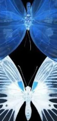 Transform your phone's display with this stunning live wallpaper featuring two mesmerizing blue and white butterflies fluttering across a sleek black background