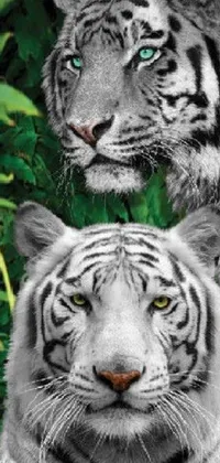 This phone live wallpaper features a stunning digital rendering of two majestic white tigers standing side by side in a serene setting