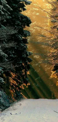 Nature Leaf Wood Live Wallpaper