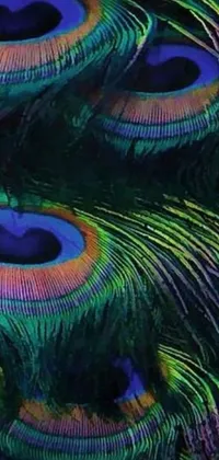 This live phone wallpaper features a striking close-up of peacock feathers