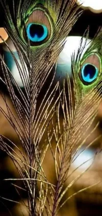 This stunning phone live wallpaper showcases two colourful feathers of a peacock placed on a table