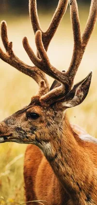 This stunning phone live wallpaper features a close-up of a majestic deer with impressive antlers in a right-side profile