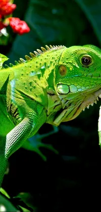 This live phone wallpaper showcases a stunning photo of a green iguana sitting atop a lush green plant