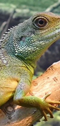 This lizard phone live wallpaper showcases a vibrant water dragon perched on a branch against a leafy, nature-filled background