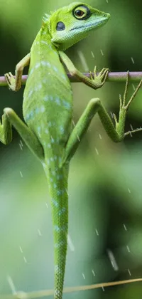 Get ready for a breathtaking live wallpaper for your phone! This green lizard on a branch in a heavy rainstorm will transport you to another world