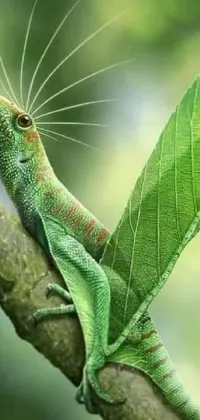 This phone live wallpaper showcases a realistic close-up of a green lizard perched on a tree branch surrounded by lush, green leaves