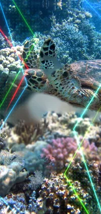 This phone live wallpaper showcases a beautiful underwater scene where a turtle swims gracefully above a colorful coral reef with hues captured perfectly by a Pentax1000 camera