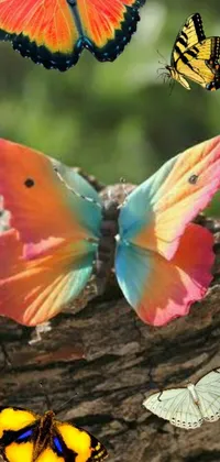 This phone live wallpaper features a stunning macro photograph of butterflies perched on a wood surface, with full color airbrushing in pink, teal, and orange