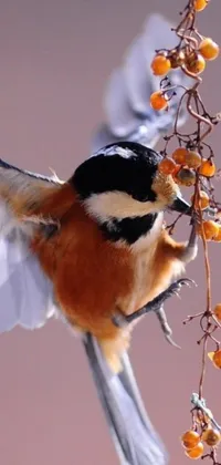 This phone live wallpaper features a stunning macro photograph of a bird in flight, with vibrant feathers and an orange fluffy belly