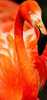 This live wallpaper showcases a fiery flamingo head and neck up-close in a stunning fine art style