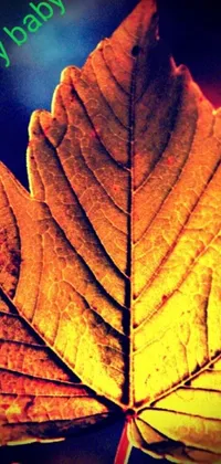 This striking live wallpaper for your phone displays a vivid close-up of a leaf with lipstick marks, using fine art and redscale photography techniques
