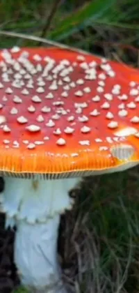 This stunning live wallpaper depicts a vibrant orange mushroom surrounded by lush green grass