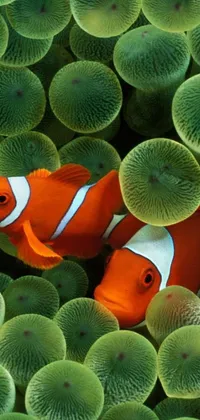 This phone live wallpaper showcases two clown fish against a National Geographic-style backdrop of green waters