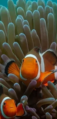 This lively live wallpaper depicts two vibrant clown fish on an anemone, perfect for adding a splash of color to your phone screen
