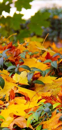 Enjoy the beauty of autumn with this stunning phone live wallpaper
