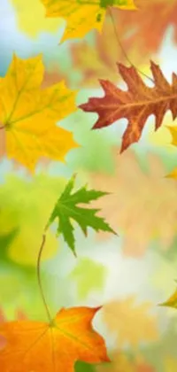 Get lost in the beauty of swirling leaves with this stunning live wallpaper