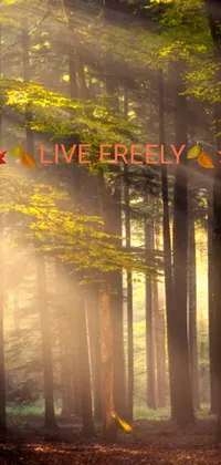 This forest live wallpaper captures fine art during a beautiful sunset