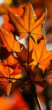 This phone live wallpaper features a stunning digital art style close-up of a tree leaf