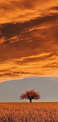 This live wallpaper showcases a beautiful lone tree set in the middle of a New Mexico field during sunset