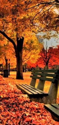 Introducing a live wallpaper for phones featuring fall harvest vibrancy: two park benches, a romantic scene, and a picture of an autumn sunset in Boston, MA
