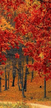 This phone live wallpaper boasts a mesmerizing forest scene with lush abundant trees adorned in brilliant red leaves