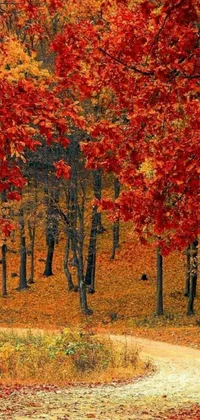 This live wallpaper showcases a dirt road winding through a forest of trees with red leaves on the ground, depicting all four seasons