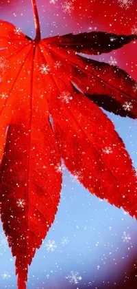 Enhance your smartphone with this magical live wallpaper featuring a vibrant red leaf resting on a snowy ground
