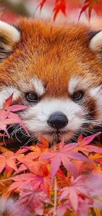 This stunning live phone wallpaper showcases a close-up image of a red panda nestled among vivid fall foliage