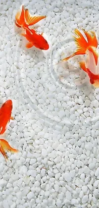 This phone live wallpaper depicts photorealistic fish swimming in calm waters in a white stone zen garden