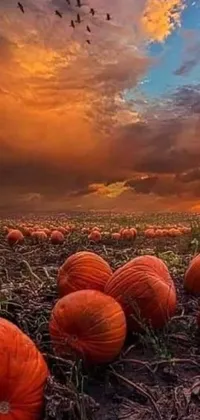 This live wallpaper portrays a field teeming with bright orange pumpkins, evoking a warm autumn scene