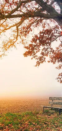 Discover a serene autumn scene with this phone live wallpaper