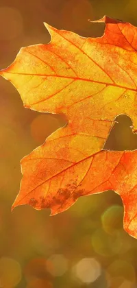 This stunning live wallpaper for your phone features a leaf with a heart cutout design, set against a warm and inviting color scheme