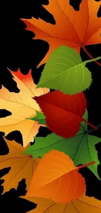 Get in the autumn mood with this stunning phone live wallpaper of colorful leaves contrasting against a black background
