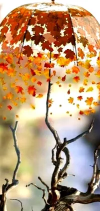 This easy-to-use live wallpaper captures the wondrous beauty of nature in all four seasons