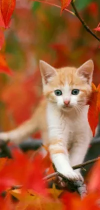Looking for a new phone wallpaper that showcases the beauty of autumn? Check out this live wallpaper featuring a charming kitten perched atop a tree branch with red and white arabesque designs framing the scene